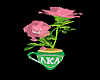 AKA Tea rose