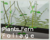8:Plants.Fern