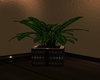 EleNoir Luxe Plant