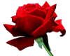 Beatiful Real Rose (md)