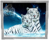 White Tiger Frames