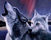 Wolf love