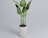 Minimalist Plant