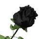 Black Rose animated