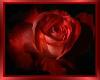 Red Rose Rug Lg