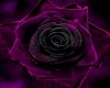 Black Rose Round Rug