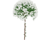 V -White Rose Tree