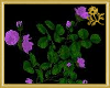 Lavender Rose Vine