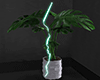 monstera plant