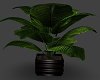 Plant V8