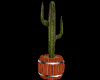 Cactus In Barrel