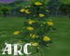 ARC Yellow Roses