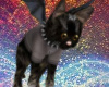 !K Black Cute Kitty