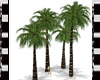 Group of 4 Palmtree