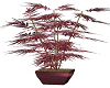 Acer Plant