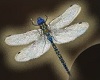 ☾ Dragonflies Animated