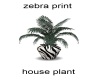 Zebra Print House Plant