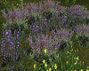 LKC Lavender Field
