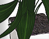 green potted