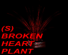 (S) BROKEN HEART PLANT