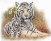 TIGER WITH CUB