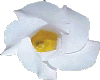 WHITE MANDEVILLA FLOWER