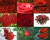 photo picture RED ROSE