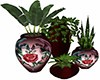 Dragon Heart Rose Plant2