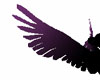 dark fushia wings