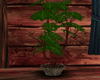 [KG] Rustic Potted Plant