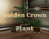 Golden Crown Plant