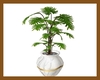 Plant in White Marb Pot