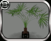 !B!  Potted Palm Plant