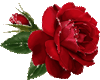 *E4U*Red rose