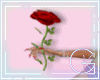 KG Valentine Red Rose