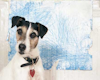 Jack Russell 3