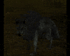 Holowing Black Wolf