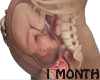 Ǝ/1 Month Fetus