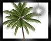 Animated Palm1