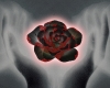 *LL* red/black Rose