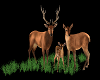 CERF  FAMILLE