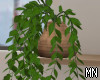Big droopy plant