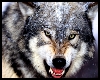 Great Gray Wolf Snarl