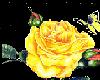 Yellow Rose 03
