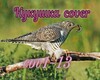 kykyshka cover