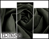Black Rose Picture