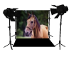 horse backdrop