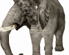 Animated Elephant 