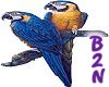 B2N-BlueGold Macaws