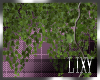 {LIX} Wall Of Ivy